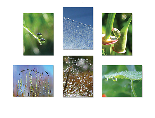 Dew Drops II Greeting Card Collection by The Poetry of Nature